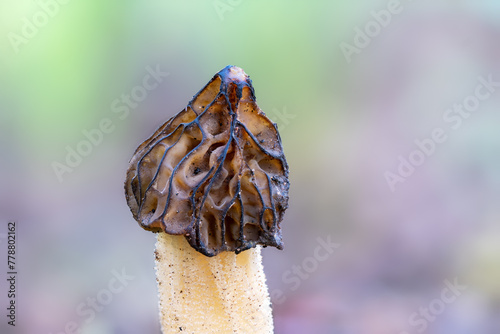 Close up of a morel mushroom Morchella semilibera against bright background