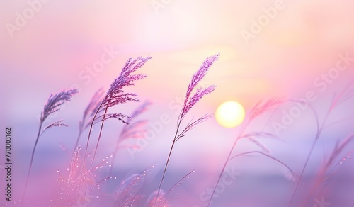Serene sunrise over a dewy meadow with delicate grass silhouettes