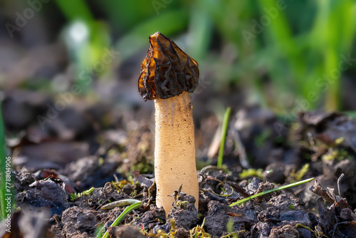 The Morel mushroom growing in the forest.