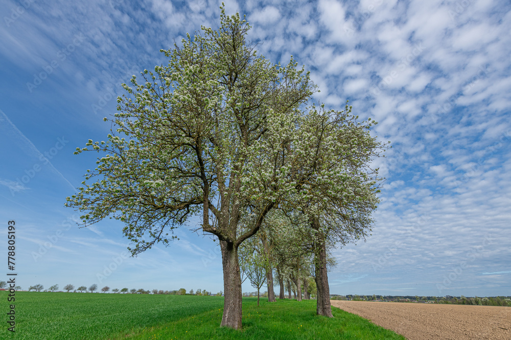 Blooming Pear Trees in Mostviertel, Austria Blooming Pear Trees in Mostviertel, Austria