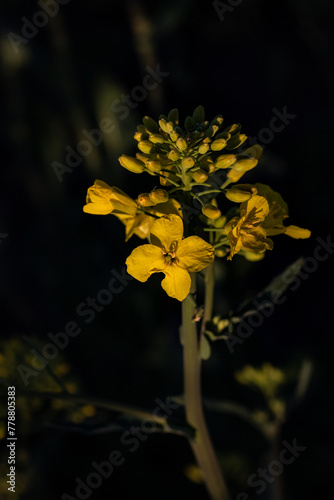 Canvas-taulu yellow flower on black