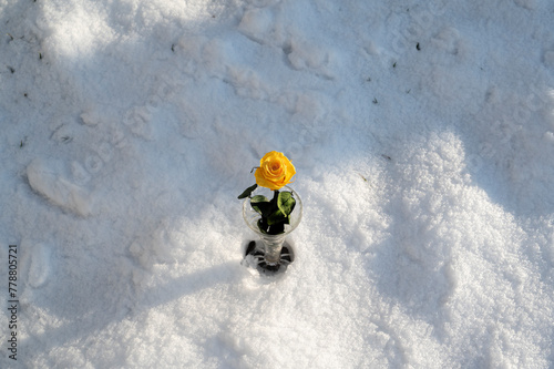 Anniversary rose on the snow