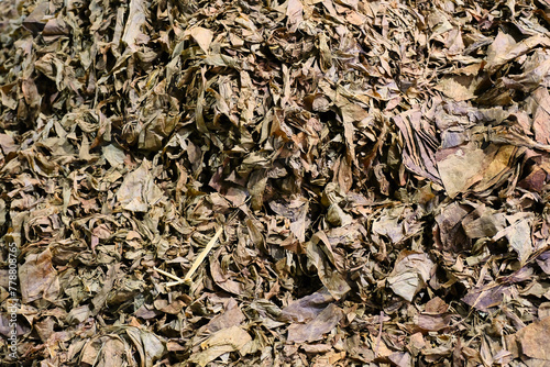 Dried sorted quality of tobacco leaves for cigars at Tarumartani factory, Yogyakarta 1 March 2024