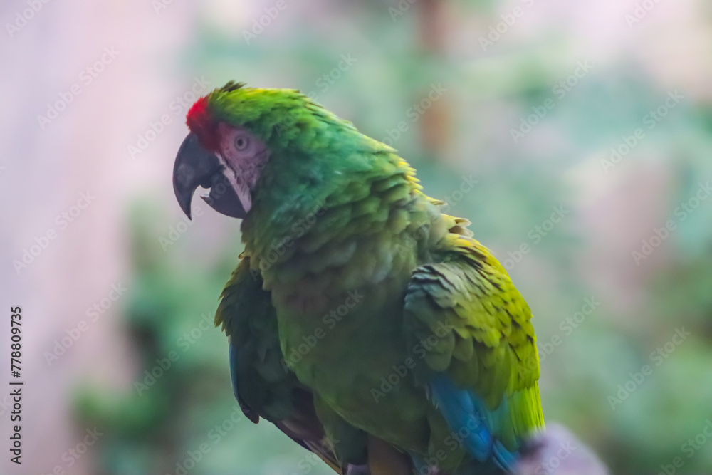 Green parrot head closeup in the mumbai zoo