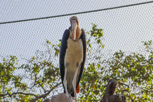 Obraz na plátne Giant Stork Bird Standing Over The Tree