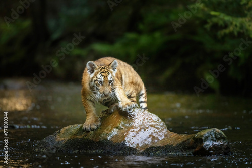 Cue cub of Bengal tiger is standing on the stone in the river. Horizontally. 