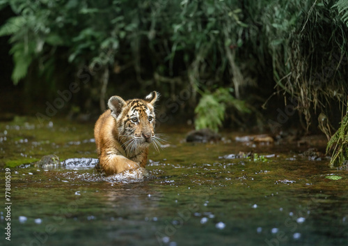 Beautiful Bengal tiger cub is walking in the river against the camera.  Horizontally. 