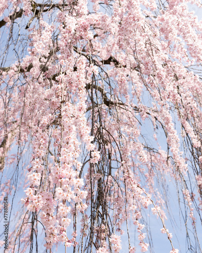 weeping cherry blossoms