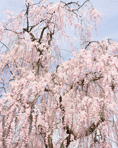 weeping cherry blossoms