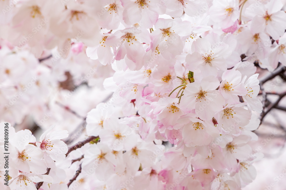 春の日差しを浴びる満開の桜