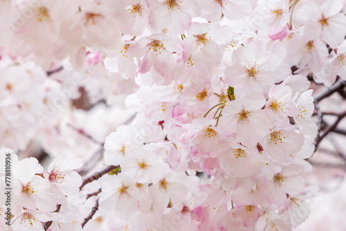 春の日差しを浴びる満開の桜