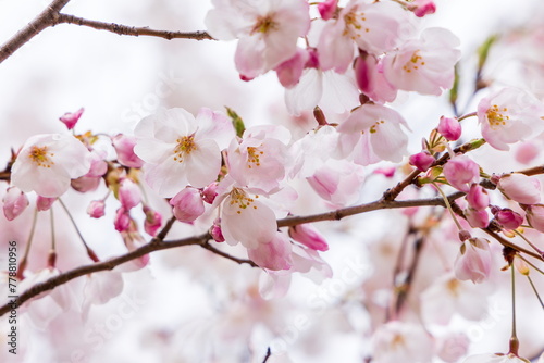 春の日差しを浴びる桜