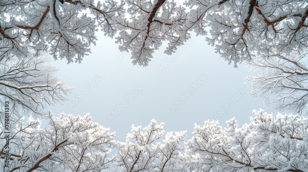 A sky peeking through a snow-covered tree branches, blue in the backdrop A sky peeking through a snow-covered tree branches, blue in the backdrop
