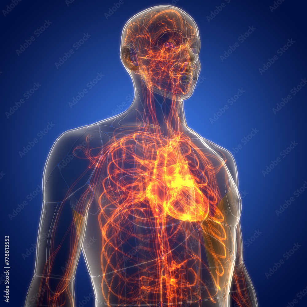 Human Circulatory System Heart Anatomy Stock Illustration | Adobe Stock