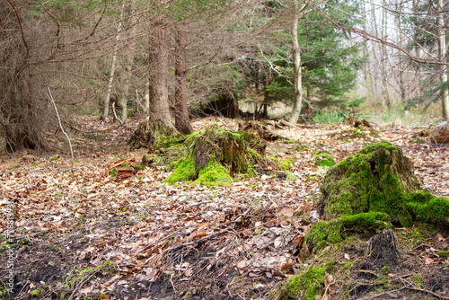 Beautiful green moss growing on a tree