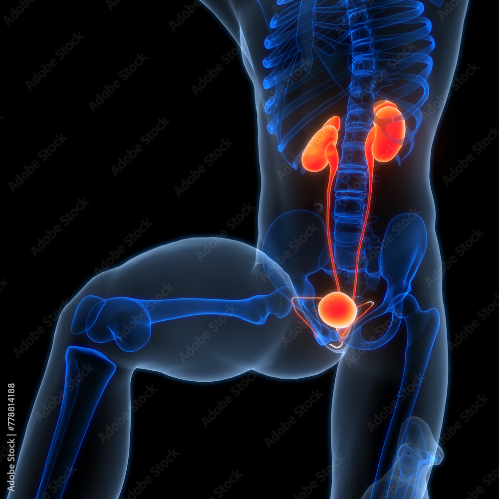Human Urinary System Kidneys with Bladder Anatomy Human Urinary System Kidneys with Bladder Anatomy