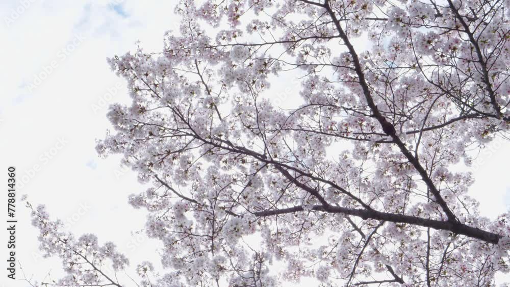 White cherry blossoms in full bloom, spring scenery White cherry blossoms in full bloom, spring scenery