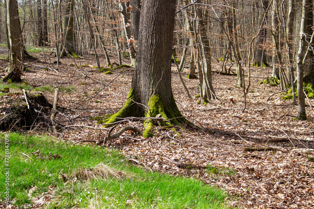 Beautiful green moss growing on a tree Beautiful green moss growing on a tree