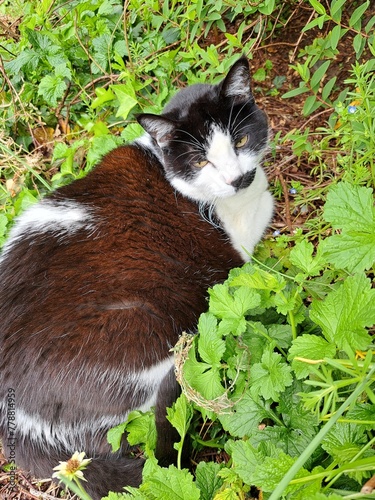 cat on the grass
