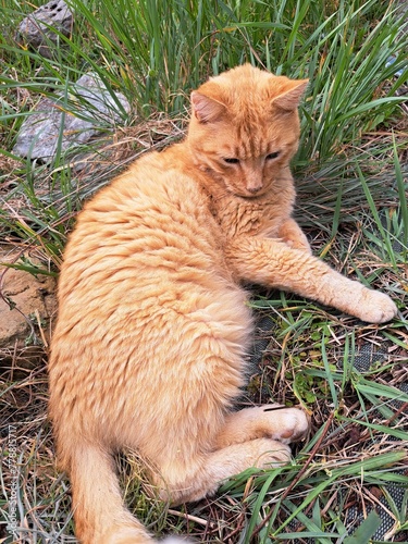cat in the grass