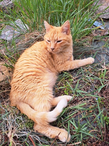 Chat dans l,herbe