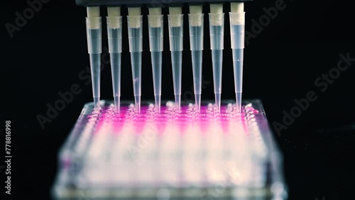 Scientist holding Multi channel pipette withdrawing pink compound solution with plastic tips for biomedical research with model compounds in background in a chemistry lab photo