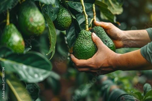 close up cropped hand picking avocado fruit