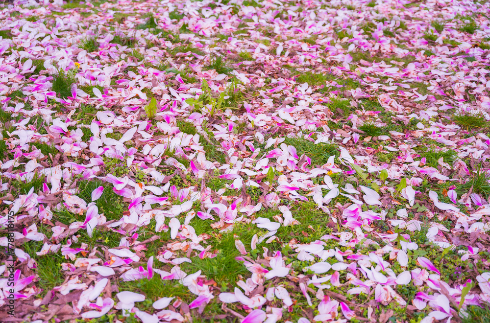 Naklejka premium Fallen petals from a magnolia tree