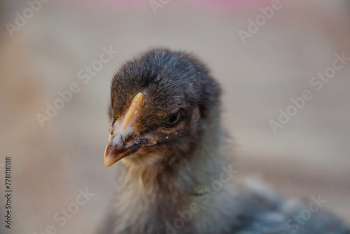 portrait of cute black and gray chicken, farm animal