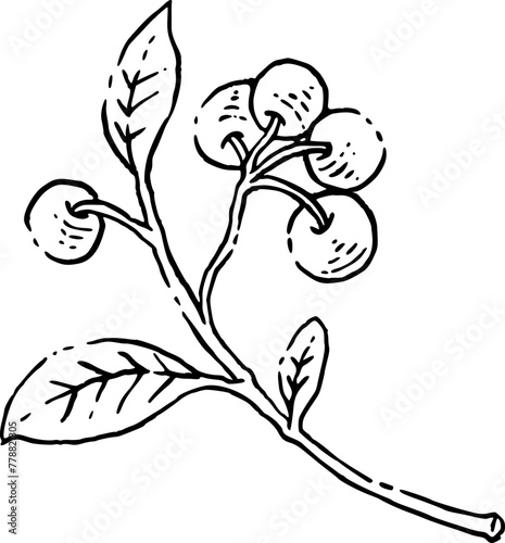 Wild flower branch hand drawn illustration.