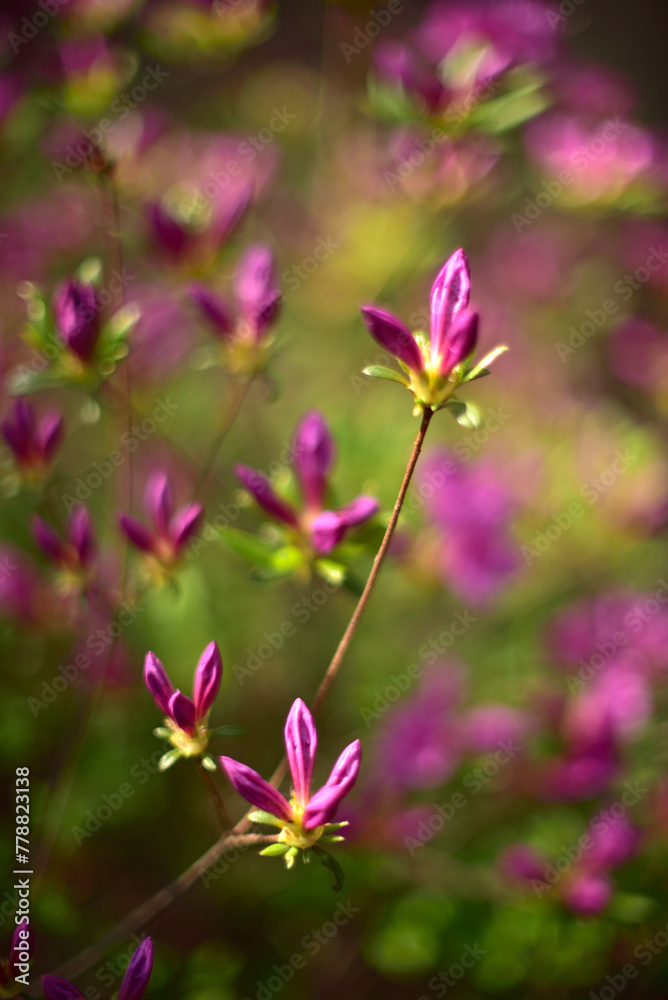 Fototapeta premium Rhododendron mucronulatum, Korean rhododendron rosebay Azalea shrub flowers blooming in spring in Korea