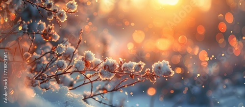 Magical Winter Sunset Bokeh Light Blur Adorns Snowy Branches with Ethereal Glow