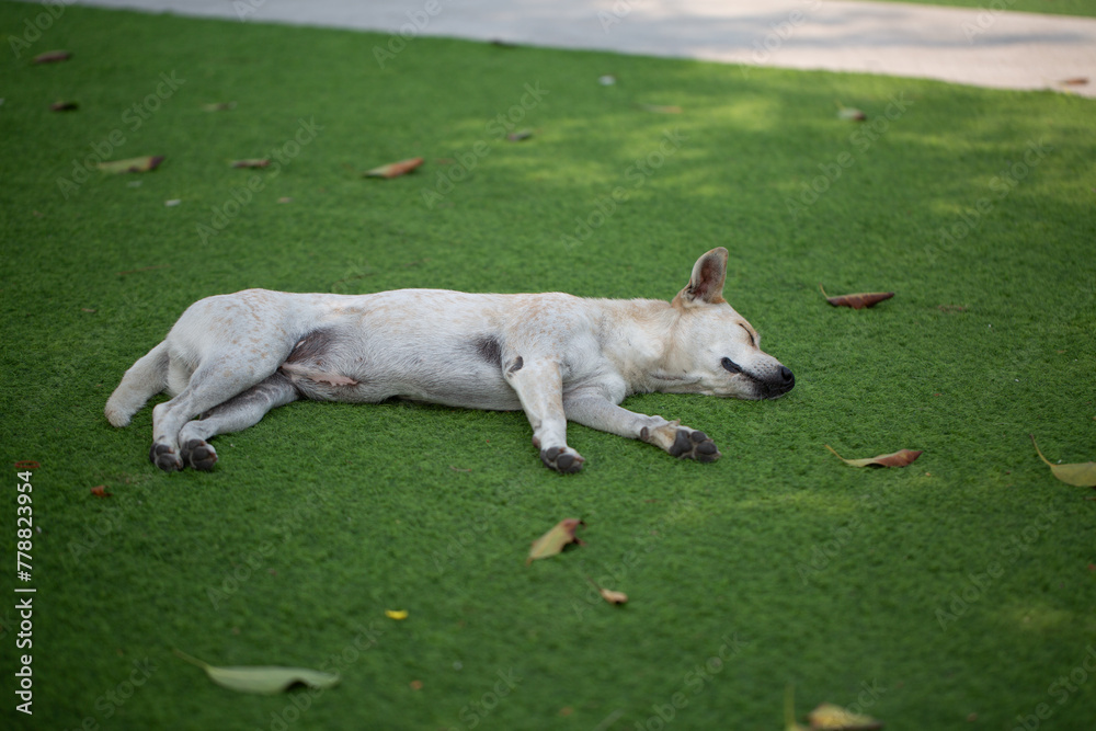 Beautiful animal photo - A large street dog with a white appearance was sleeping on the grass. Beautiful animal photo - A large street dog with a white appearance was sleeping on the grass.