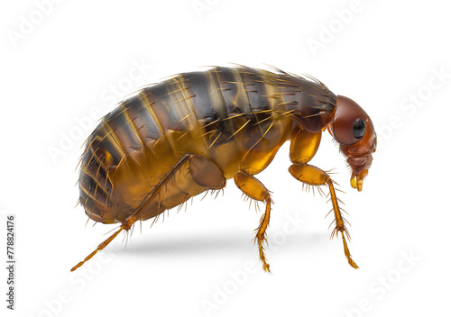 Detail view of a flea on an isolated background © FP Creative Stock