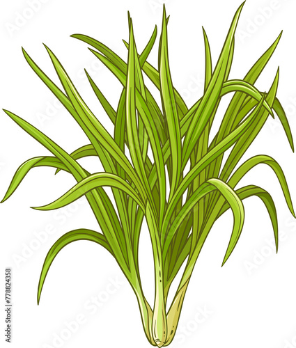 Lemongrass  Plant with  Leaves Colored Detailed Illustration.