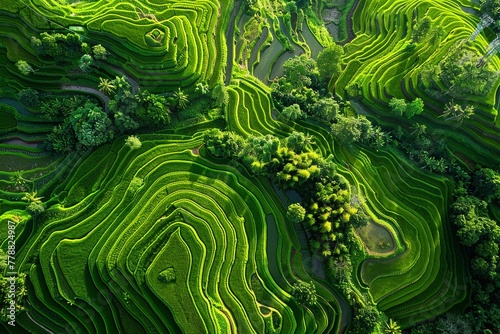 Spectacular aerial view of terraced rice fields