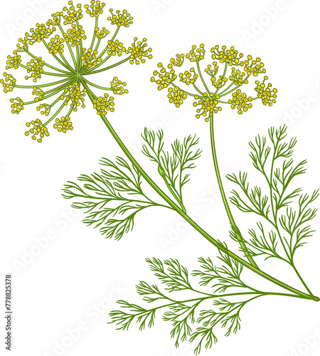 Dill Plant Colored Detailed Illustration