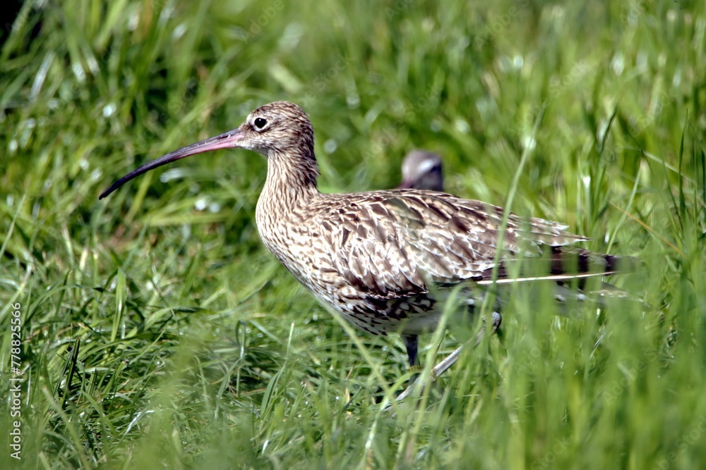 oiseau oiseau