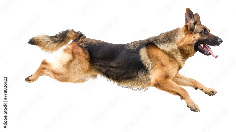 German shepherd dog on white background, tounge, playing, jumping German shepherd dog on white background, tounge, playing, jumping