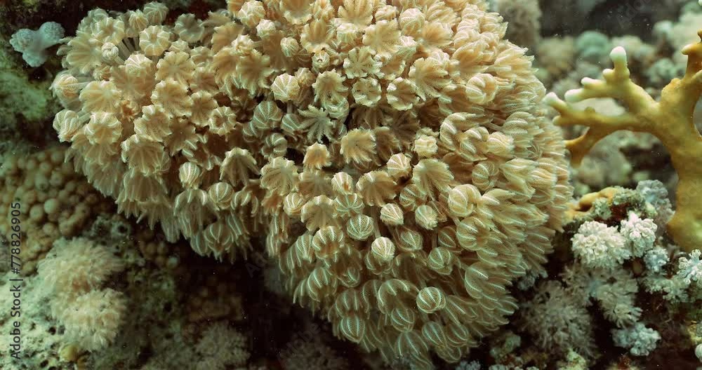 A fascinating close shot of the Xenia coral and its yellow polyps. A fascinating close shot of the Xenia coral and its yellow polyps.