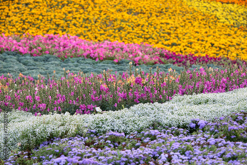 Flowers carpet  Flower festival - floral Background