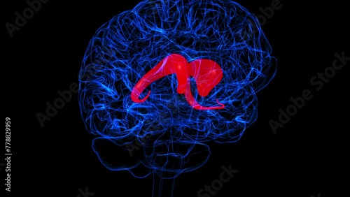 Brain caudate nucleus Anatomy For Medical Concept 3D photo