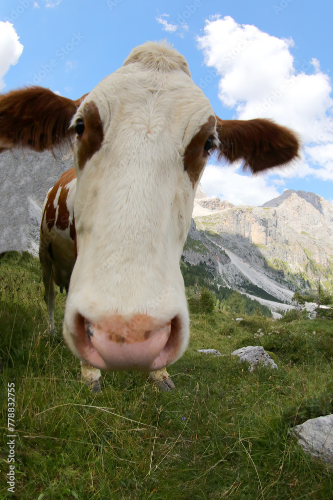 Playful expression of a curious cow with nostrils captured with a fisheye lens