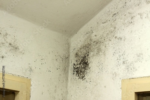 Black mould and fungus in the corner near an old window. Dangerous for human health due to toxic spores.