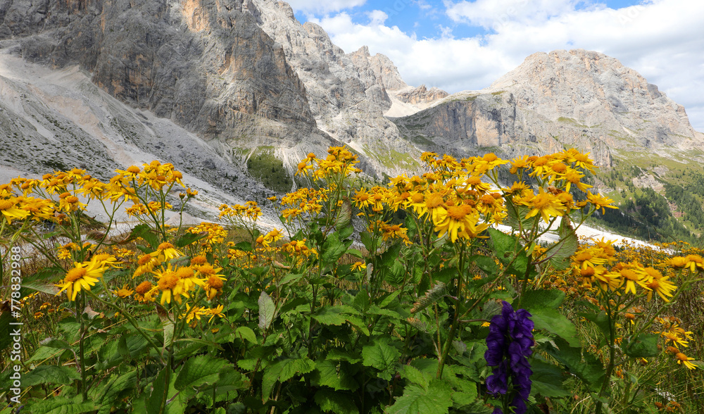 many mountain arnica flowers perfect as a natural ointment and anti-inflammatory