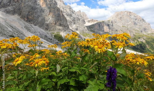 many mountain arnica flowers perfect as a natural ointment and anti-inflammatory