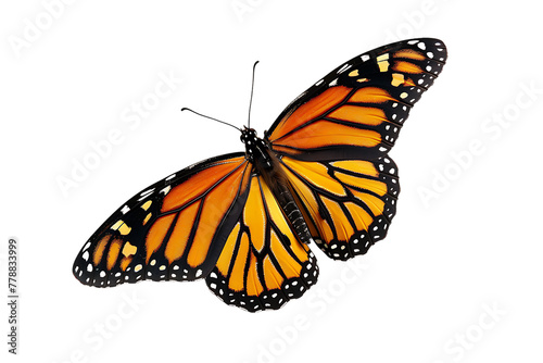 A realistic photograph of A beautiful Monarch butterfly with detailed orange and black wings, flying gracefully against white background