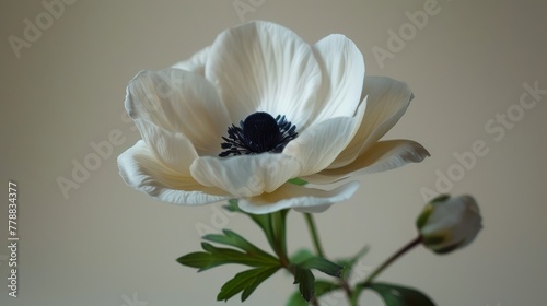   A close-up of a white flower in a vase against a white background, with a black centerpiece © Anna