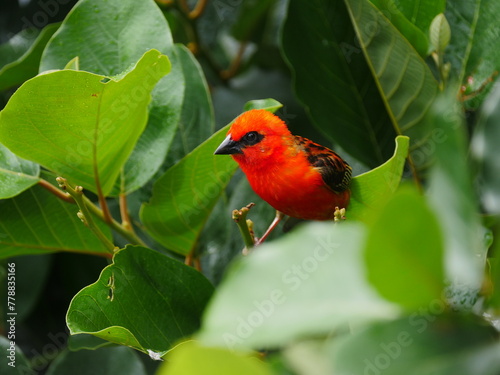 Close-up of a vibrant red bird in natural environment