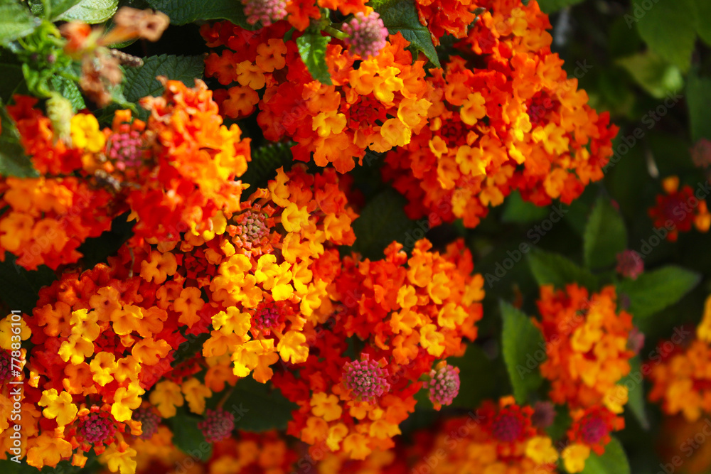 flowers on a wooden background